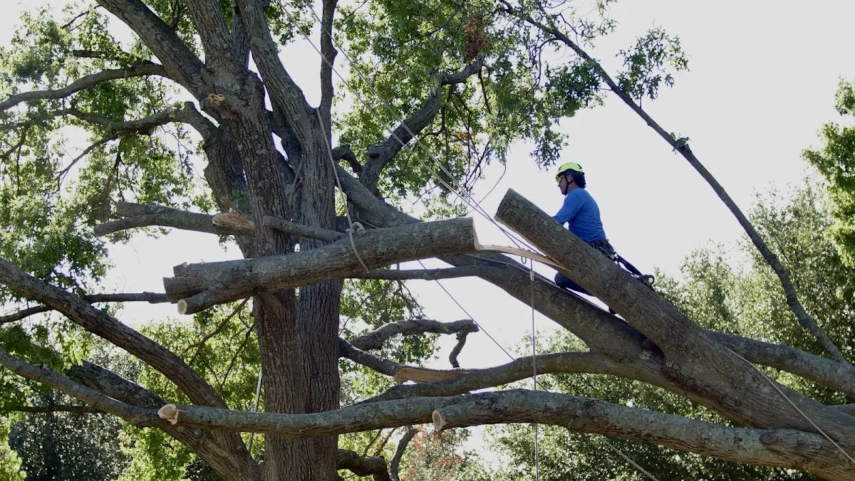 Professional Crown Thinning performed by certified arborists in New Ulm