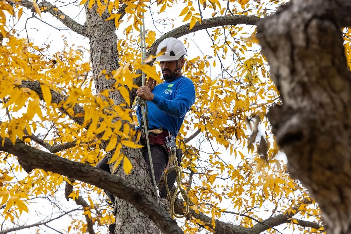 Skilled Tree Transplanting crew working in New Ulm